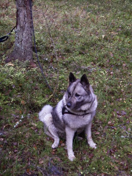 IMGP2210.JPG - Troja har vært til meget god nytte for Indre Venna Elgjaktlag i mange år. Hofteproblem, som ser ut til å utvikle seg dårlig, gjør at vi er usikker på om hun blir med oss neste år.