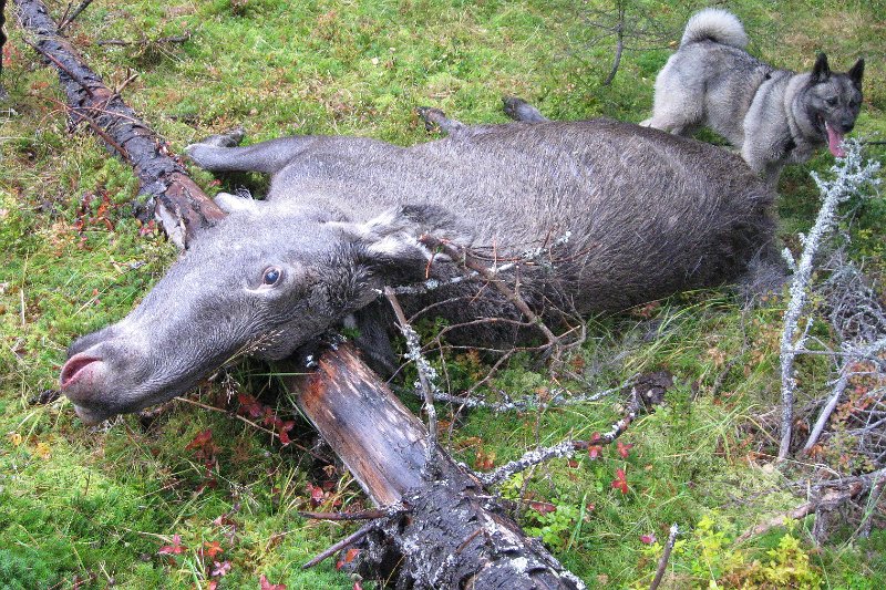 IMG_3546.JPG - Vel utført hundearbeid Troja