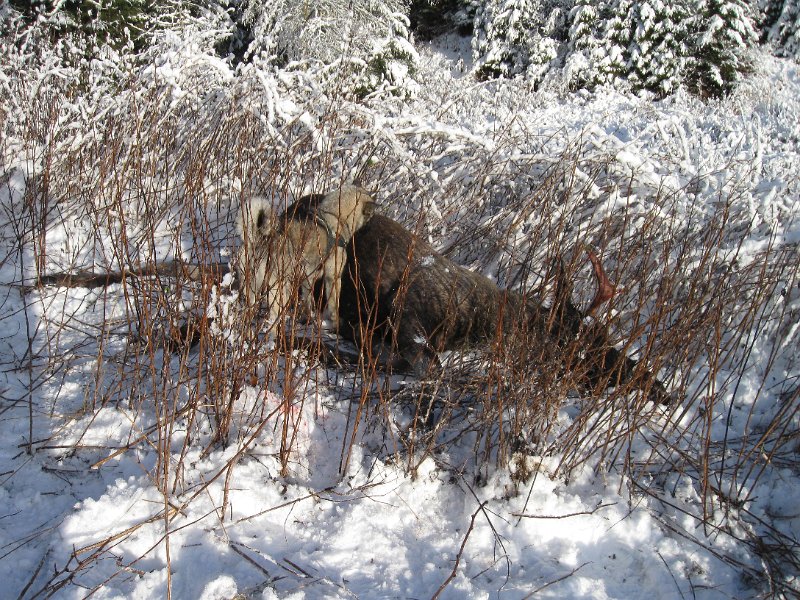 IMG_3561.JPG - Troja ved oksefall i kanten av innmarka i Øver-Viken