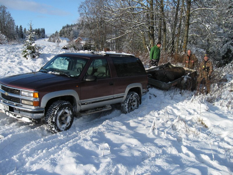 IMG_3569.JPG - Oksen er lastet opp, - klar for frakt til slakteriet i vognbua på Ner-Snustad