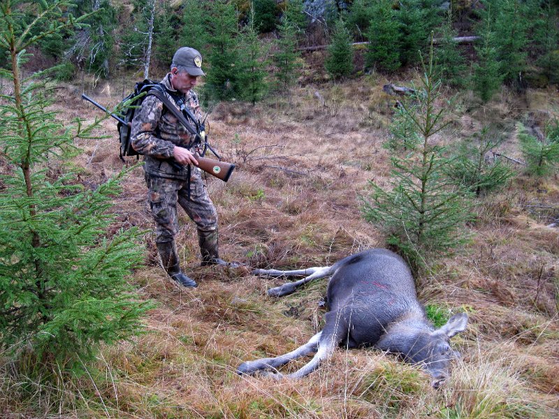 IMG_3571.JPG - Siste dyr på privatvald ble en kalv Stein felte