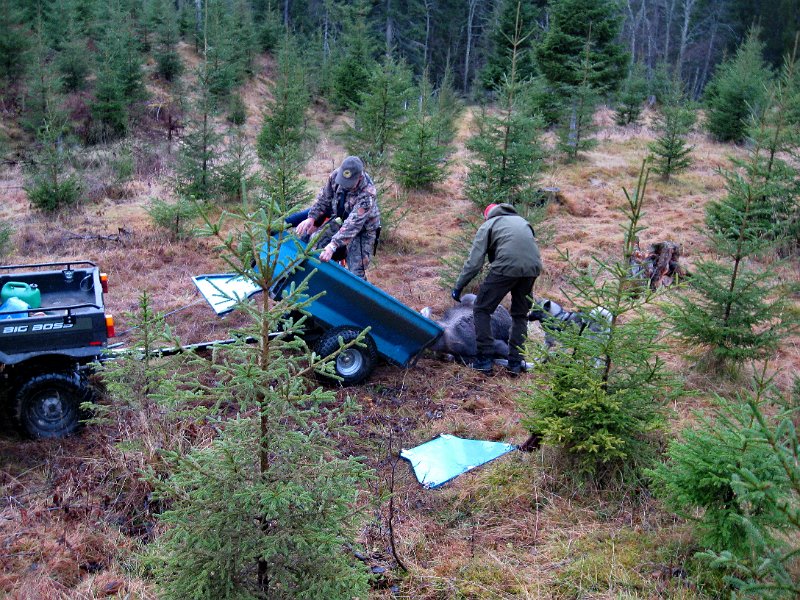 IMG_3581.JPG - Her er sekshjulingen med vogn ankommet, og stein og Marius drar kaven opp i vogna.