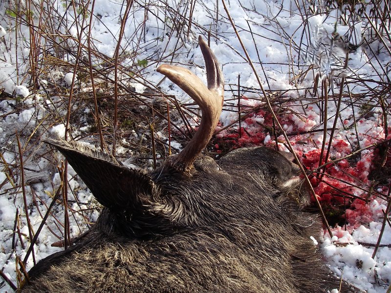 Imgp2212.jpg - Elgokse i rød snø