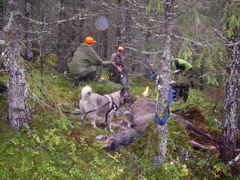 Imgp2263.jpg - Så vart det kaffekok ved kvigfallet