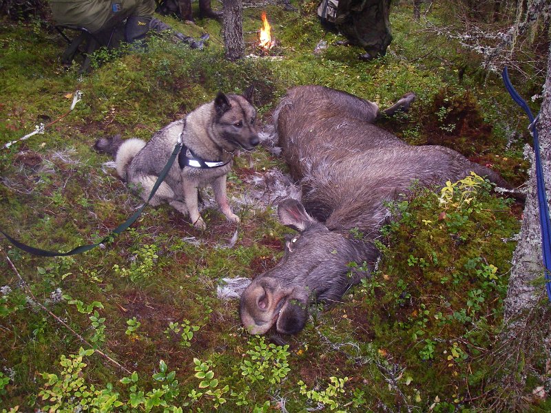 Imgp2264.jpg - Stein felte ei kvige ved Laudalsgrinda