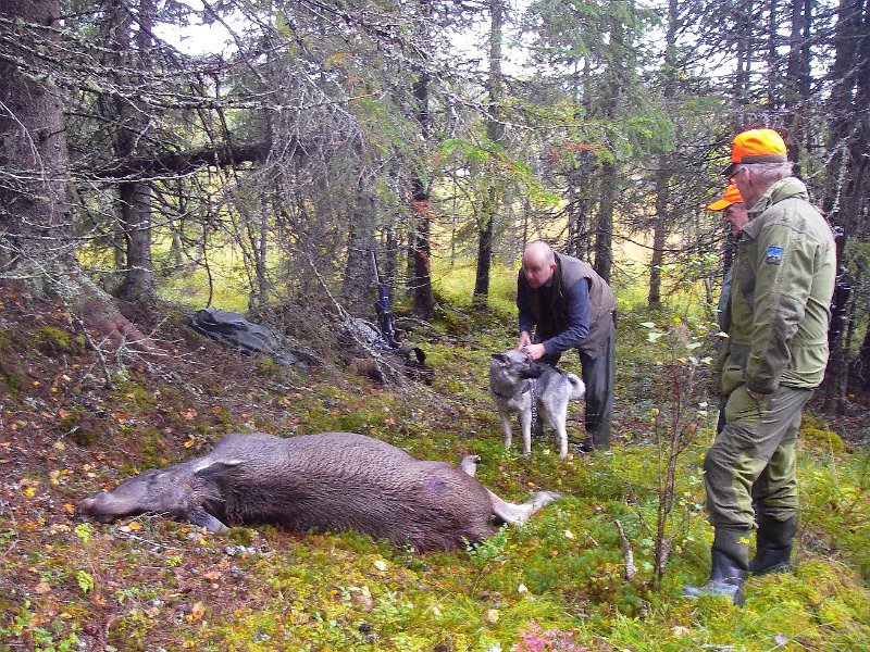 Imgp2286.jpg - Jostein felte en kalv ved Tjønnåstjønna. Tyra, Henrik, Jostein og Agnar