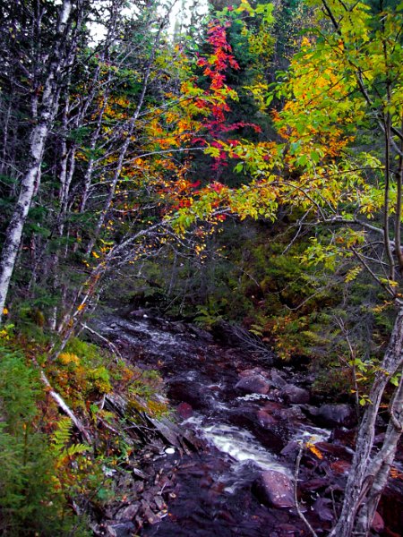 Imgp2293.jpg - Både rogna og steinan i Lauva har rødfarge. Sistnevnte pga. stor jernholdighet i beggrunnen i området. 