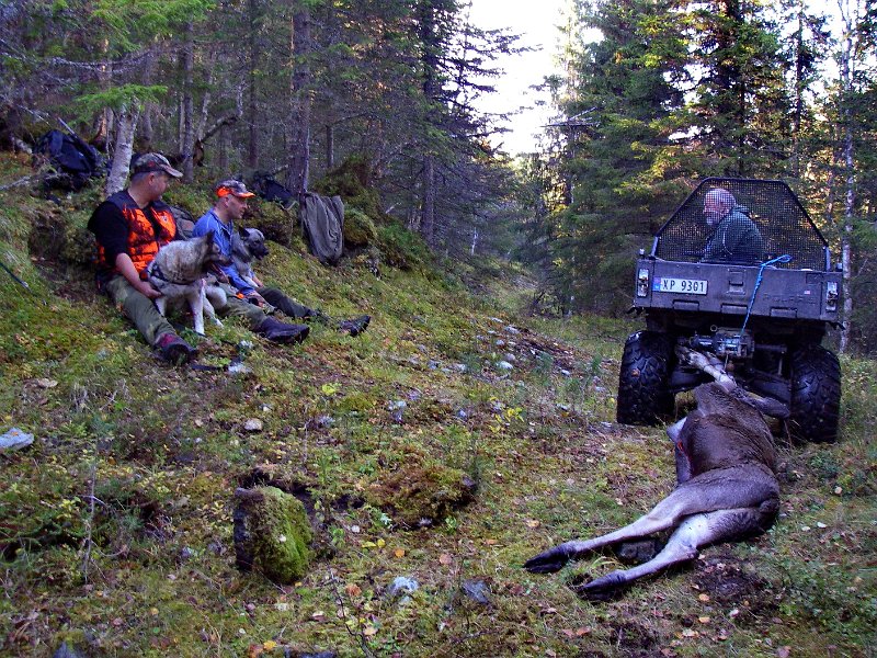 Imgp2297.jpg - Her er kalben hektet på ATV'n klar for frakt nedover Lauvdalsstien