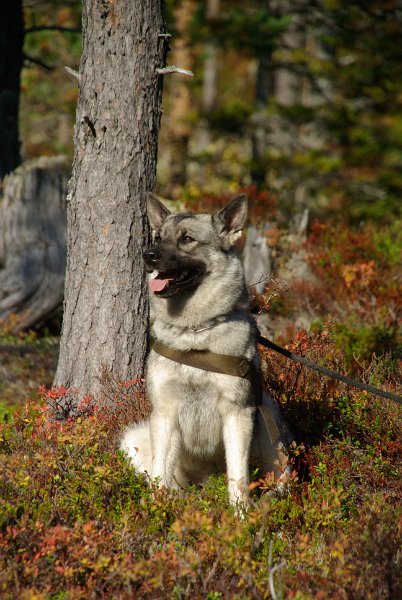 Imgp8869.jpg - Troja