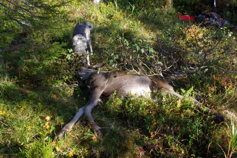 Imgp8888.jpg - Henrik gikk etter ku med kalv fra Otertjønna til litt nord for Lauvdalsgruva. Der fikk han stilla innpå og felte kalven.