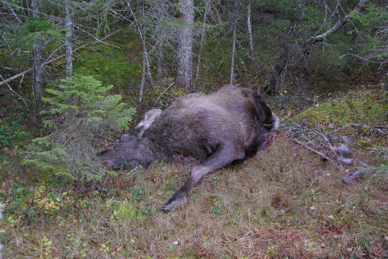 Imgp8944.jpg - Kviga ble veid til 145 kg.