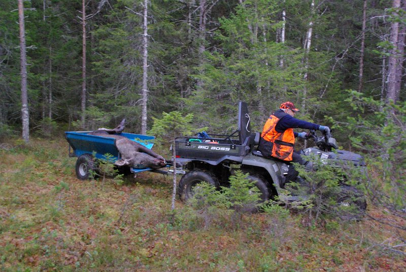Imgp8949.jpg - Kviga fikk skyss med Trygve og ATV'n med hengar
