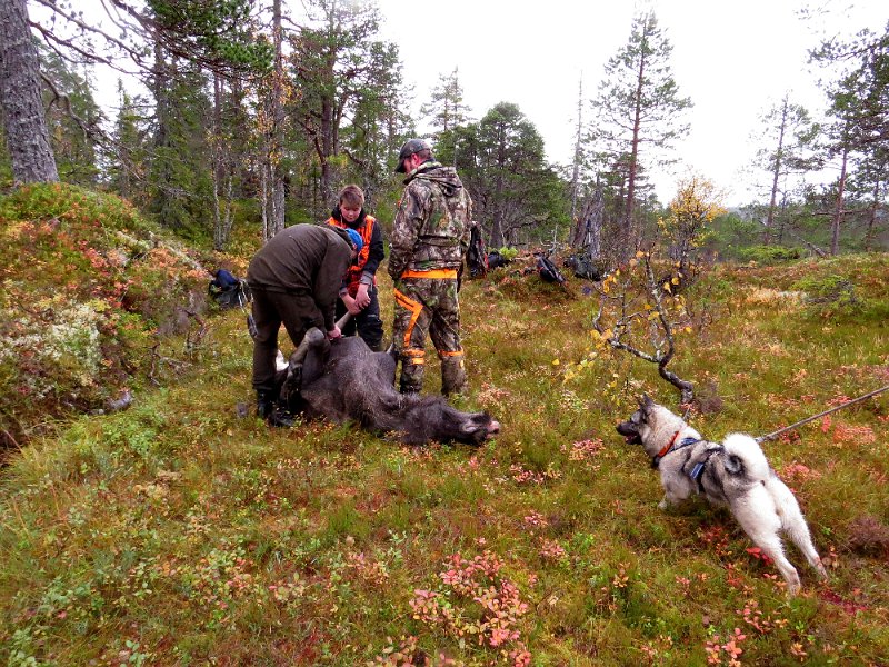 Img_1581.jpg - Her e Marius Krokan, Sverre Johansen og Torgeir Hjertenes i ferd med å vomme ut oksen