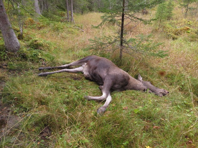 Img_1601.jpg - Odd felte ei kvige. Det vart fjerde og siste dret på kvoten te Meraker Brug  