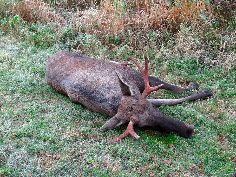 Img_1613.jpg - Fint og symmetrisk gevir på 6-spiringen