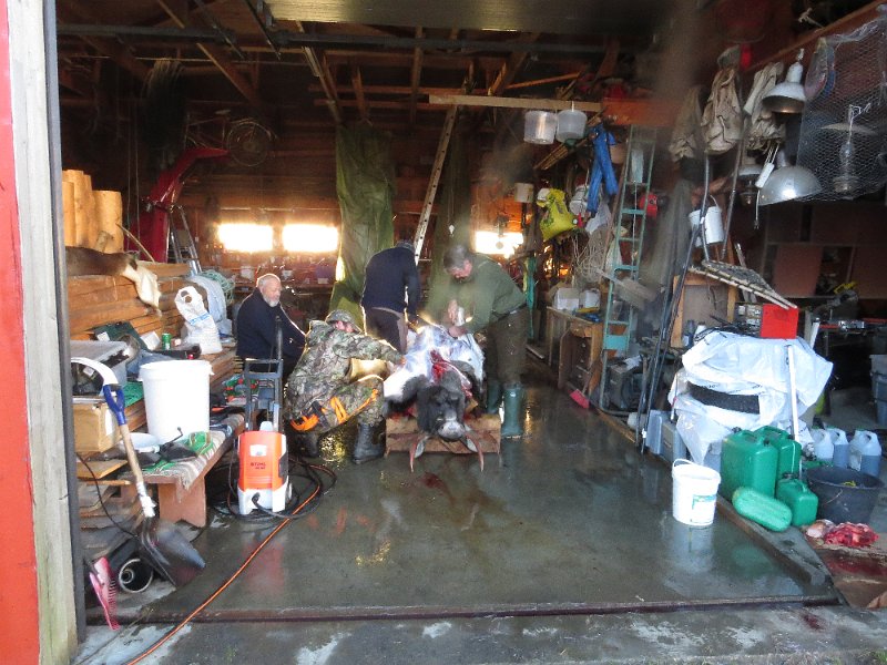 Img_1618.jpg - Slakting av okse i vognbua i Snustad Nedre. Trygve, Torgeir, Tor og Jostein