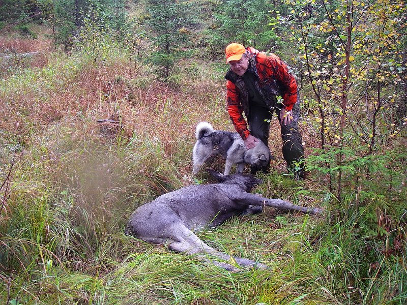 Imgp2500.jpg - Jostein felte en kalv ved Tjønnåstjønna på det første drevet Henrik og Tyra gjorde i Kattåsen. 
