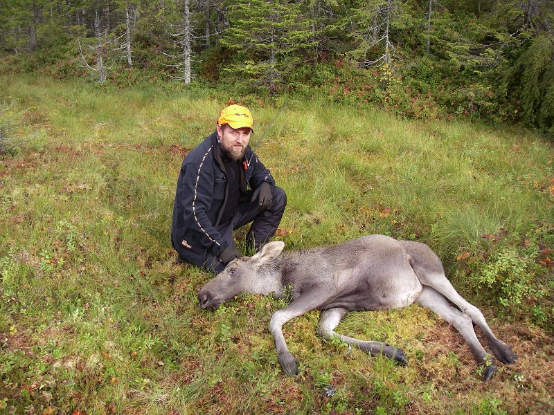 Imgp2502.jpg - Morten Sjøtrø felte en kalv på Ytre Damtjønnkjøl den andre dagen i jakta.
