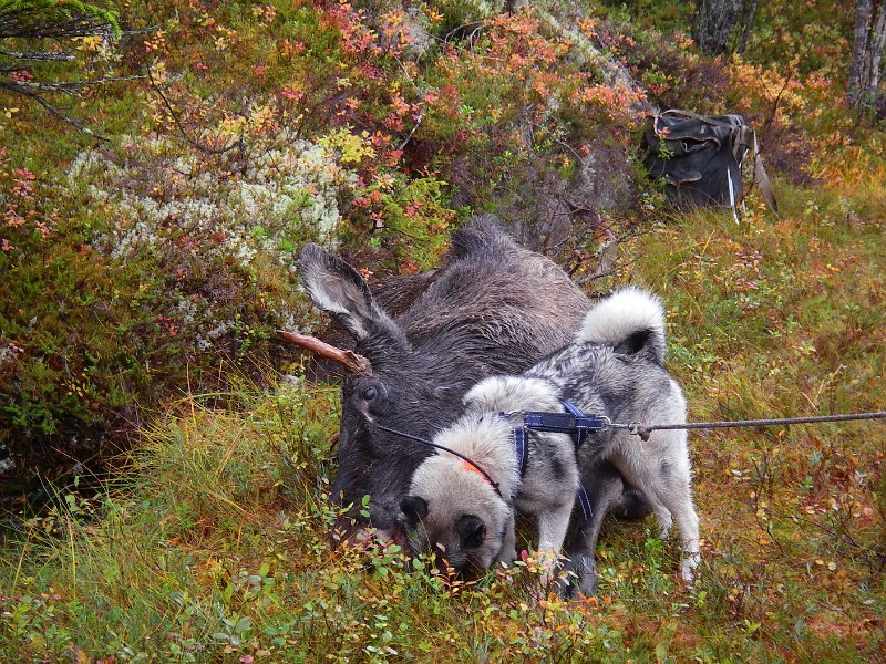 Imgp2524.jpg - Jostein felte en piggokse øverst på den store myra vest for Svea. Tyra sjekke om det e rett sort