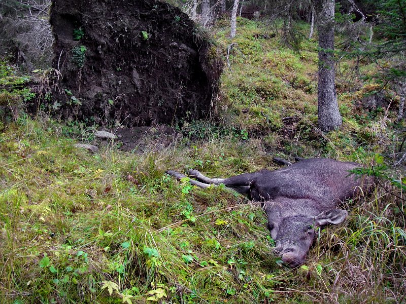 Imgp2527.jpg - Kviga la sæ attmed ei rotvelt