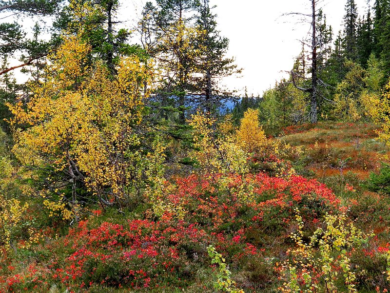 Img_1465.jpg - Vakre høstfarga, - post ved Geitryggen                               