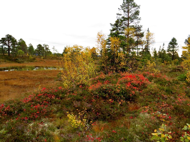 Img_1474.jpg - Utsikt fra post ved Bjønnåsen