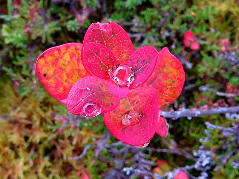 Img_1478.jpg - Noen regndråpa setter en egen spiss på høsfarga lyng                               