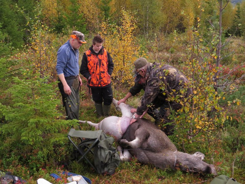 Img_1537.jpg - Utvomming av kviga hass Lars Inge. Henrik, Sverre og Agnar