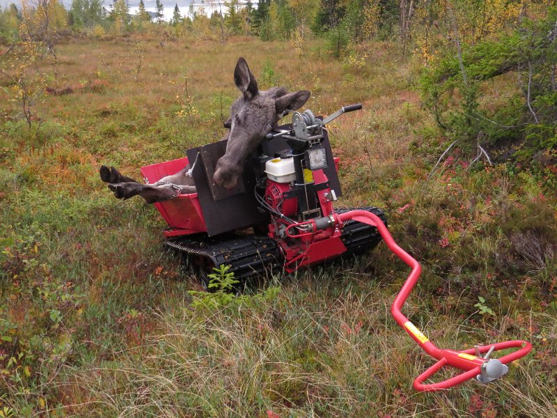 Img_1543.jpg - Kolbein felte ei anna kvige på en post litt lenger nede i åsen