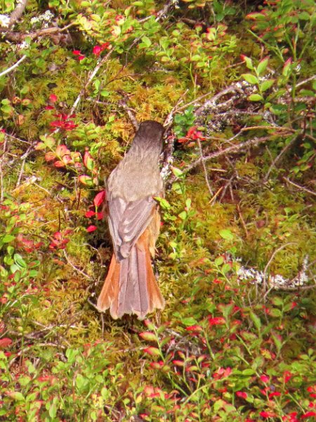 Img_1552.jpg - Lavkjoksa avgir ofte postjegeran et trivelig besøk