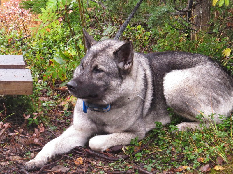 Img_1568.jpg - Troja