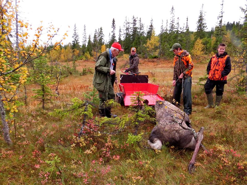 Img_1572.jpg - Her blir oksen vinsja inn på jarnhesten