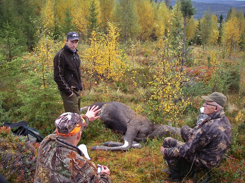 Imgp2506.jpg - Lars Inge Almås sin første elg, vart ei kvige fra post i tårn sør for Fellessætra